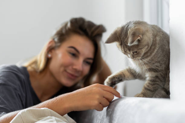 donna che gioca sul divano con il suo gatto - gatto di razza foto e immagini stock