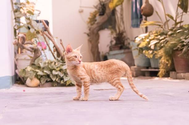 istock Closeup shot of a ginger cat at home 1455433010