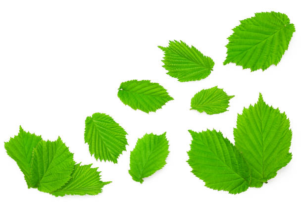 istock hazelnut leaves isolated on white background. top view. clipping path 1455433155