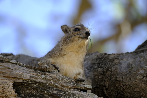 A closeup shot of a Yellow-spotted rock hyrax on a trunk looking forward on an isolated background