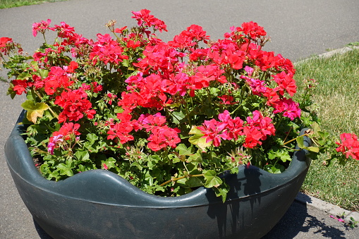 Container with flowering red  ivy-leaved pelargonium in July