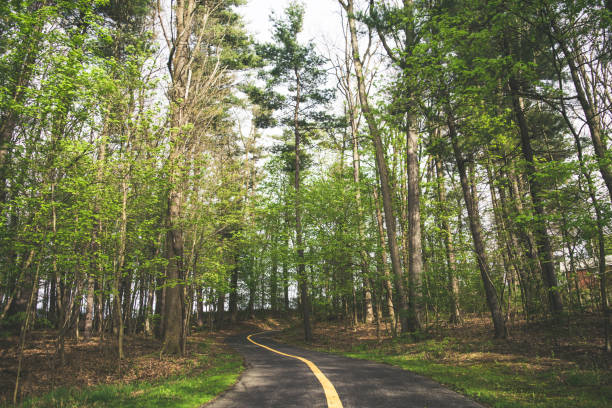 istock Wide angle shot of a forest road 1455433932