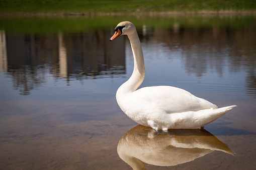 A closeup of a white swan in a lake during daylight