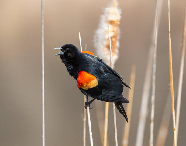 istock Male Red winged blackbird perched in cattails 1455434315