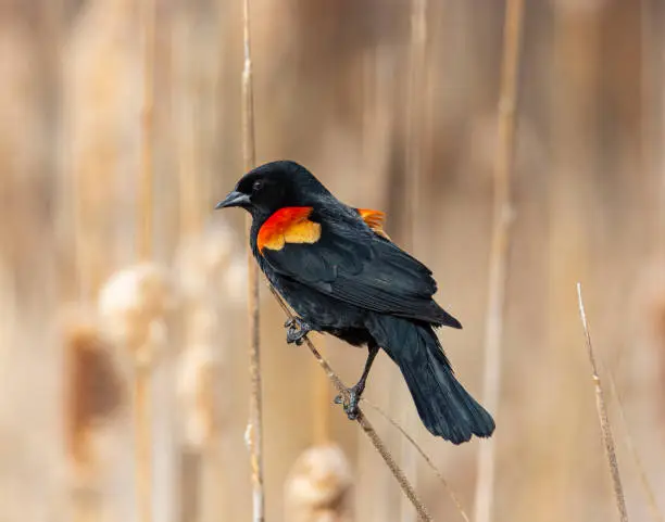 Male Red winged blackbird perched in cattails showing red shoulders and presence of yellow bands on wings