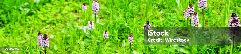 orchis blooming wild orchidea Orchis  wild orchid in  blossom Animal Wildlife Stock Photo
