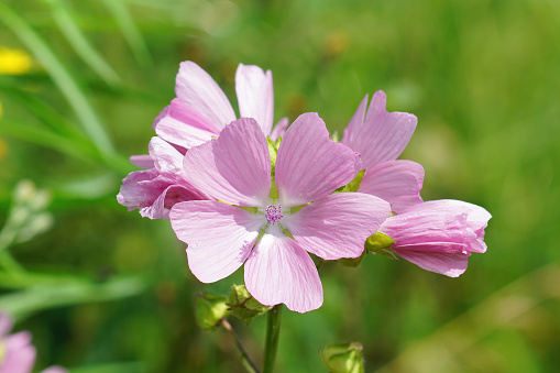 Closeup on the pink flower of a  musk mallow wildflower, Malva moschata in the field