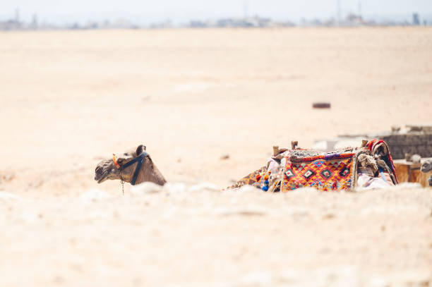 istock Authentic camel wandering in the desert, Egypt 1455434716