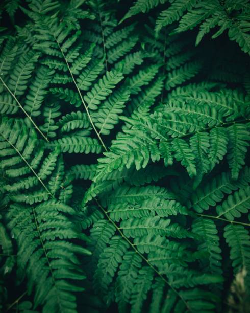 istock Fresh green fern leaves 1455435364