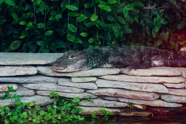 Closeup on the critically endagered Chinese alligator, Alligator chinensis Closeup on the critically endagered Chinese alligator, Alligator chinensis , laying on a tree trunk chinese alligator alligator sinensis stock pictures, royalty-free photos & images