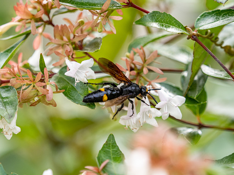A closeup shot of Scolia (Carinoscolia) fascinata wasp on white flowering bushes