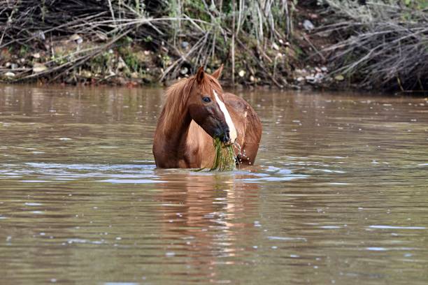 Wild horse wading in a river An Arizona wild horse grazes and cools off in the Salt River river salt stock pictures, royalty-free photos & images