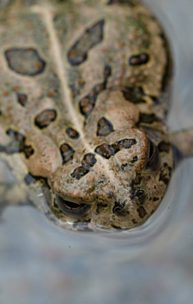 istock Closeup shot of a snake 1455436191
