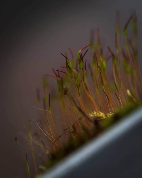 istock Vertical closeup shot of seedlings on a blurred background 1455437224