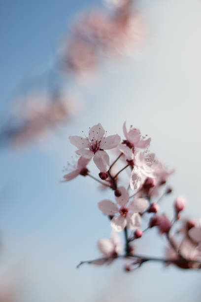 istock Vertical closeup shot of beautiful cherry blossoms 1455437263