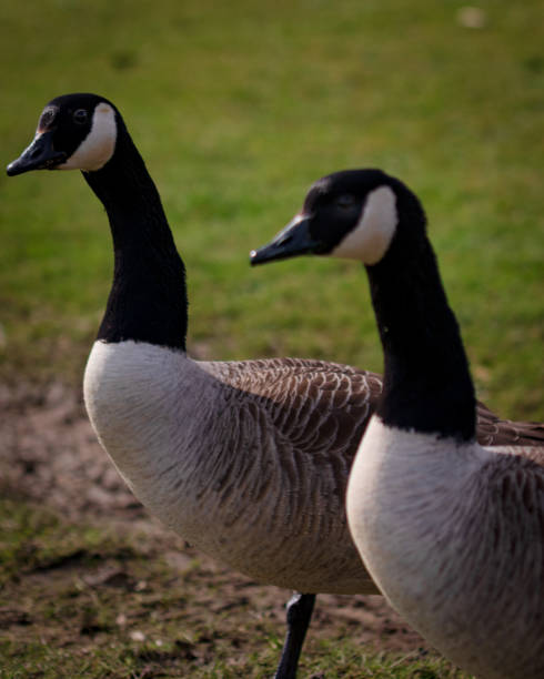 istock Close-up shot of Canada geese on a blurred background 1455437277