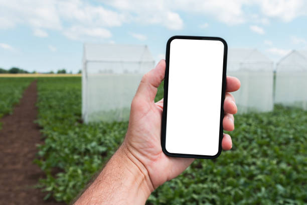 istock Farm worker holding mobile smart phone with blank mockup screen in cultivated sugar beet field with pollination tents 1455437310