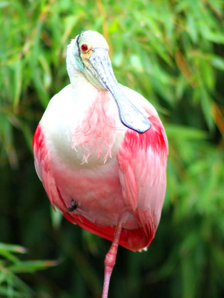 istock Vertical shot of Roseate spoonbill 1455437699