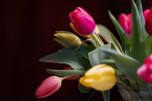 A selective focus shot of a pink tulip from the perennial family seen over a yellow tulip in a bouquet
