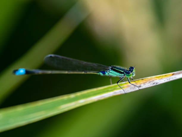 istock Tiny Common Bluetail damselfly - Ischnura senegalensis -, also called a Senegal golden dartle 1455438870