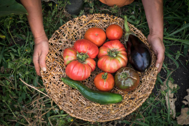 istock Closeup of the vegetables 1455439453