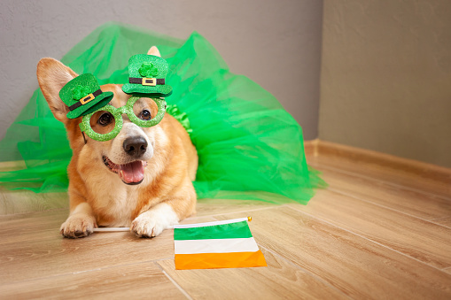 Funny corgi dog in costume, Irish holiday, St. Patrick's Day, glasses, shamrock, flag of Ireland, skirt.