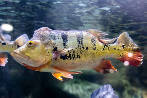 istock Underwater King Fish King Sanjian Fish 1455440345