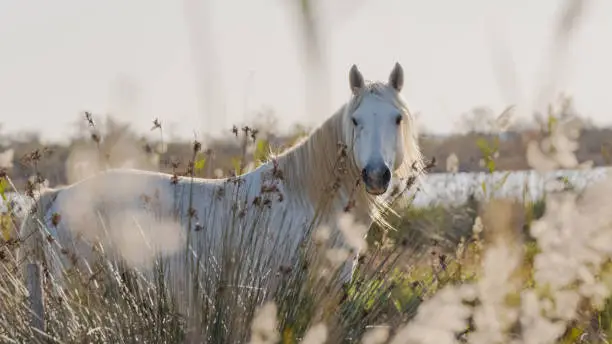 White Camargue horse in the south of France. Horse raised in freedom in the middle of the Camargue bulls in the ponds of Camargue. Trained to be ridden by gardians.