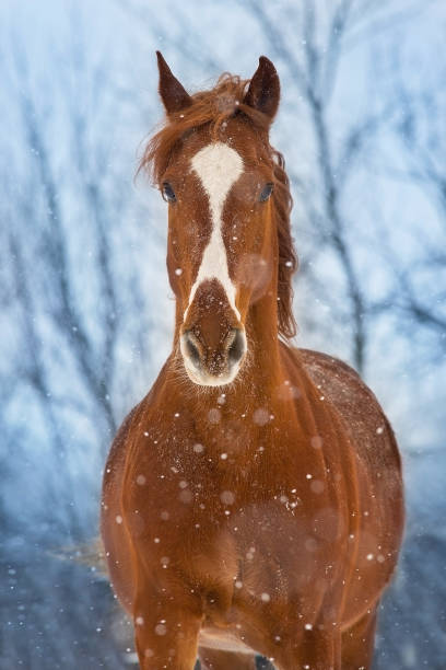 istock Red horse in winter day 1455441170