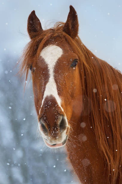 istock Red horse in winter day 1455441174