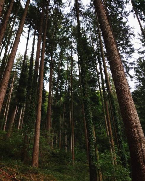 A low angle shot of green pine trees in a forest under a cloudy sky