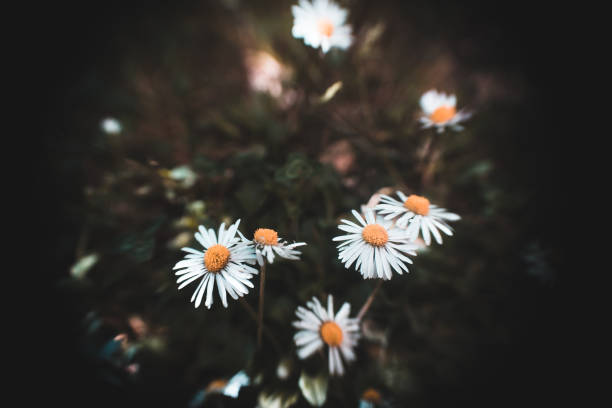 istock Closeup of beautiful common daisy flowers 1455443833