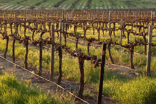 A vineyard with newly planted grape vines