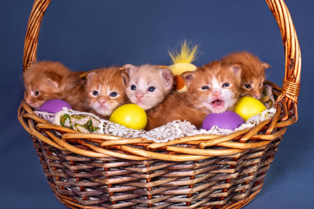 adorable maine coon kittens. - animal domestic cat basket kitten imagens e fotografias de stock