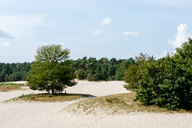 istock Unique Dutch natural phenomenon of sandbank drift plain. 1455446627