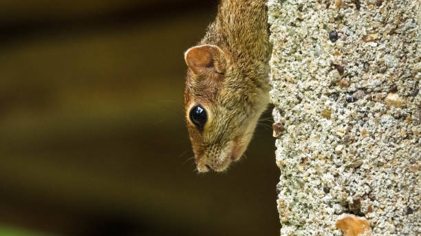 istock Closeup shot of a brown squirrel face 1455446787