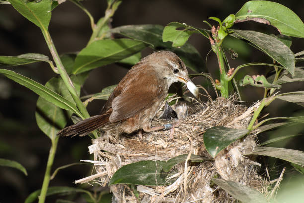 istock Female Cettis warbler at nest, Malta, Mediterranean 1455447079