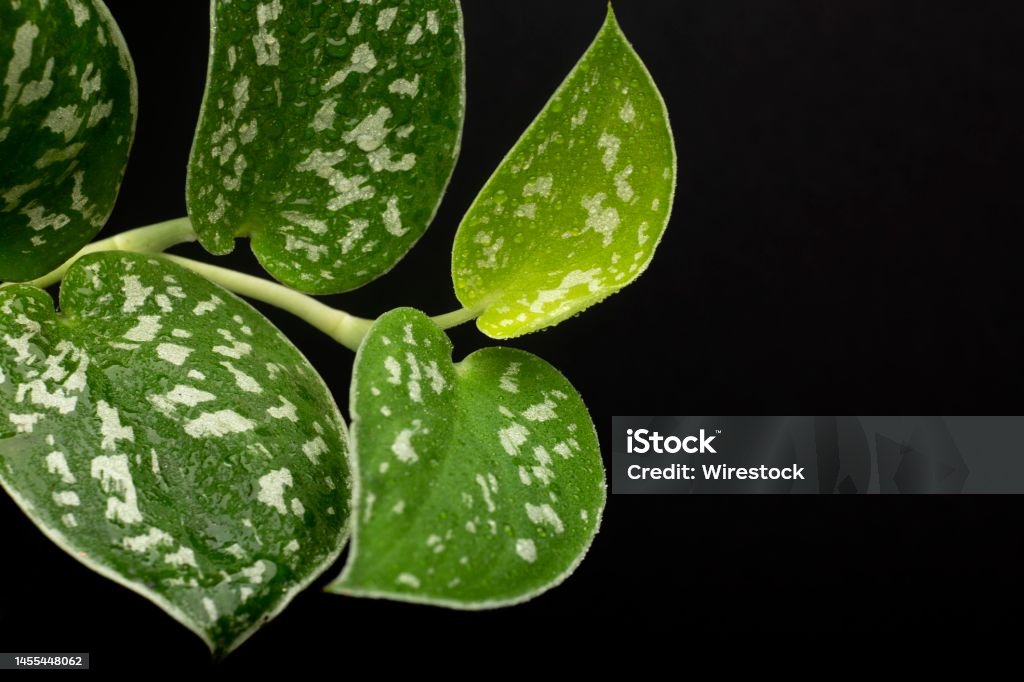 Closeup of  Scindapsus pictus  houseplant  leaves on a black background A closeup of  Scindapsus pictus  houseplant  leaves on a black background Beauty Stock Photo