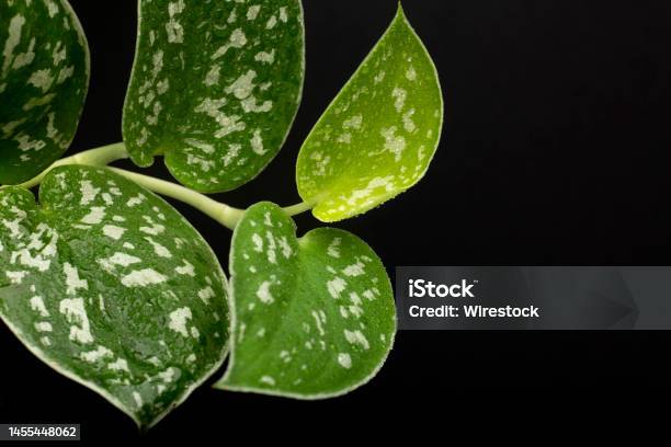 Closeup Of Scindapsus Pictus Houseplant Leaves On A Black Background Stock Photo - Download Image Now