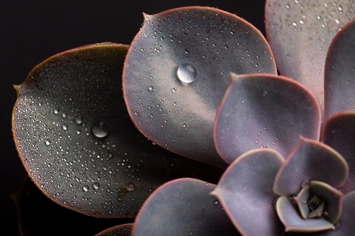 A closeup of the Echeveria houseplant isolated on a black background