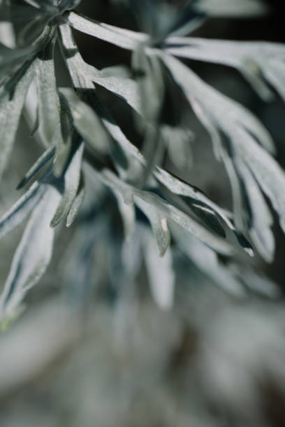 istock Vertical selective focus of silver sagebrush plant - perfect for backgrounds 1455448656