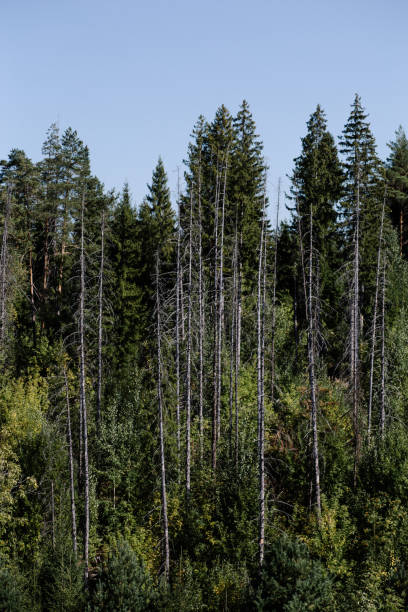 istock Vertical shot of a coniferous forest under a blue clear sky 1455448702