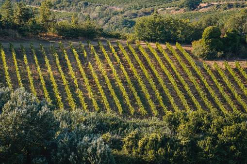 Rioja in September. Laguardia, Spain