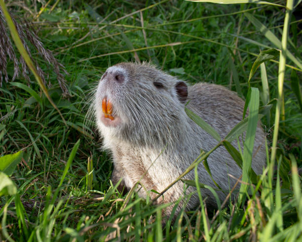 foto horizontal de nutria amerricana - nutria rodent beaver water - fotografias e filmes do acervo