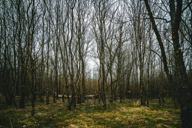 istock Beautiful scene of leafless trees in the forest in the spring with a light sky 1455449995