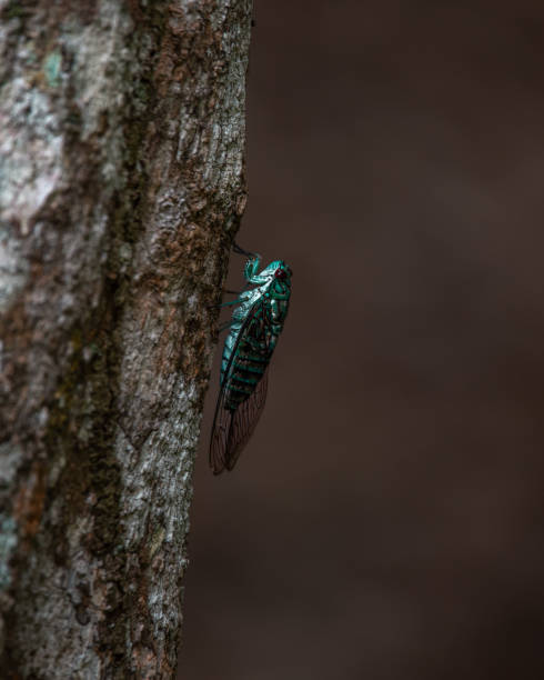 istock Closeup of a fly on tree bark 1455450108