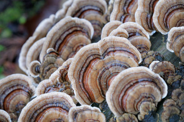 primer plano del poliporo de la cola del pavo, trametes versicolor. columbia británica, canadá. - basidiomycota fotografías e imágenes de stock