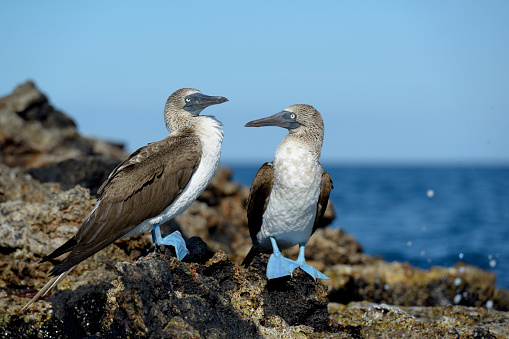 A closeup of a couple of Blue-footed Booby, Sula nebouxii on rocks. Punta Moreno, Isabela Island, Galapagos Islands, Ecuador.