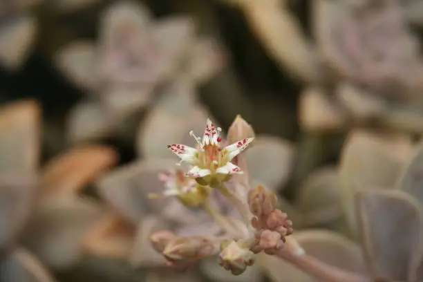 A closeup shallow focus shot of hen and chicks houseplant in bloom