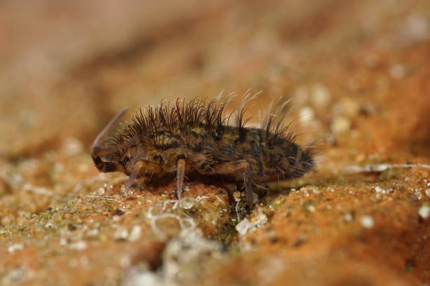 Closeup on a hairy, spooky microscopic springtail, Orchesella villosa Closeup on a hairy, spooky microscopic springtail, Orchesella villosa in the garden collembola stock pictures, royalty-free photos & images